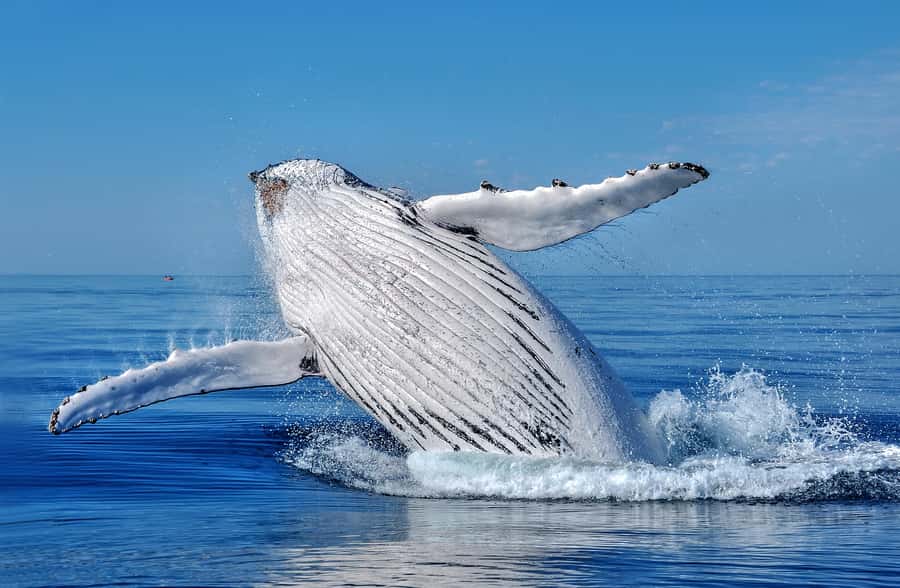 Whale Watching Cruise from Busselton, Augusta or Dunsborough - The boat setup that makes whale watching easier