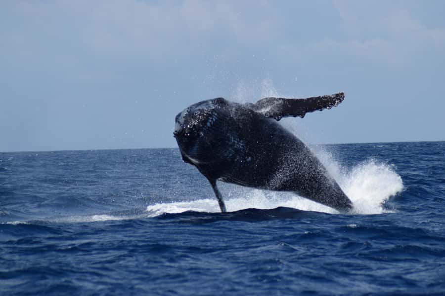 Whale Watching Cruise from Busselton, Augusta or Dunsborough - Value for money, based on what you actually get