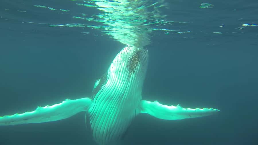 Whale Watching Cruise from Busselton, Augusta or Dunsborough - Meeting points, parking, and getting there without stress