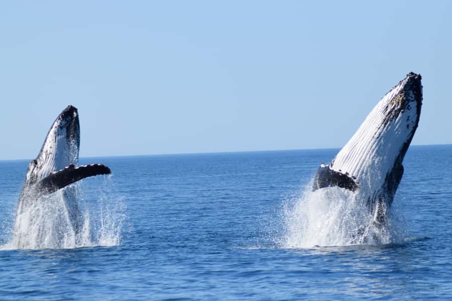 Whale Watching Cruise from Busselton, Augusta or Dunsborough - Augusta, Busselton, or Dunsborough, and why the timing matters