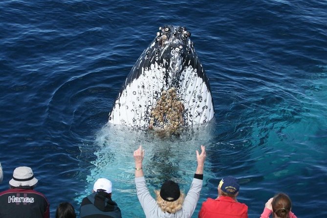 Whale Watching Tour with Spirit of Gold Coast - First impressions: a whale cruise that reduces the guessing