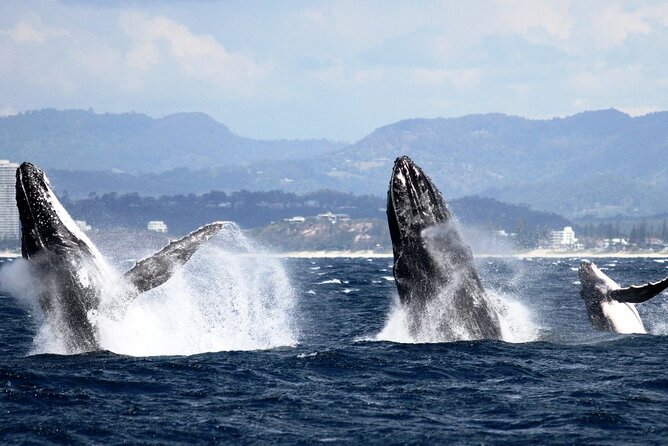 Whale Watching Tour with Spirit of Gold Coast - Boarding the catamaran: where the viewing really happens