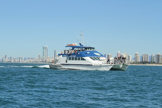 Whale Watching Tour with Spirit of Gold Coast - Lower deck versus upper deck: your best spots for breaches