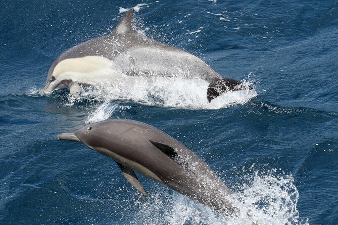 Whale Watching Tour with Spirit of Gold Coast - Marine biologist commentary: turning sightings into real understanding