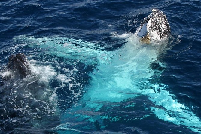 Whale Watching Tour with Spirit of Gold Coast - Morning tea, bar access, and what you should plan to eat