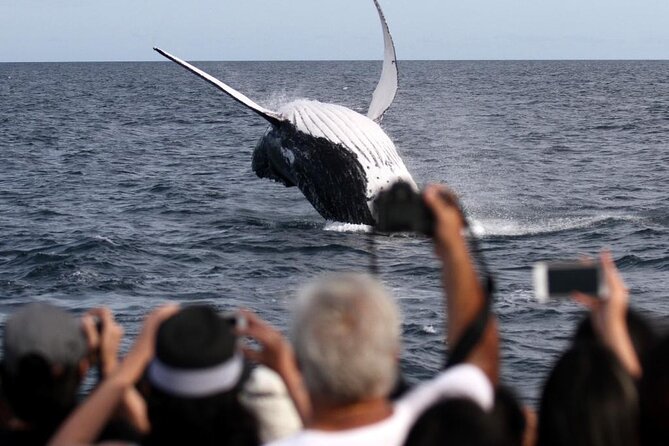Whale Watching Tour with Spirit of Gold Coast - The whale season: when to go and what changes when whales are migrating