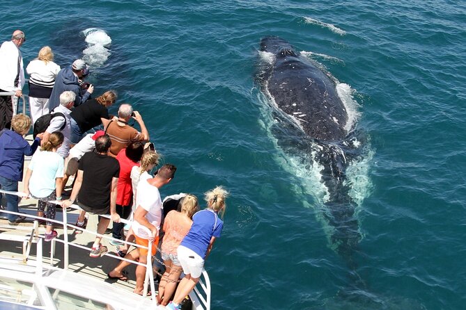 Whale Watching Tour with Spirit of Gold Coast - The 100% whale guarantee: how it protects your time and your money