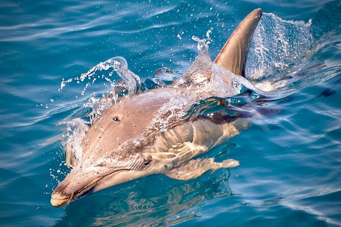 Wild Dolphin Swim Cruise - Holdfast Shores dolphins, the Temptation catamaran, and why it feels different
