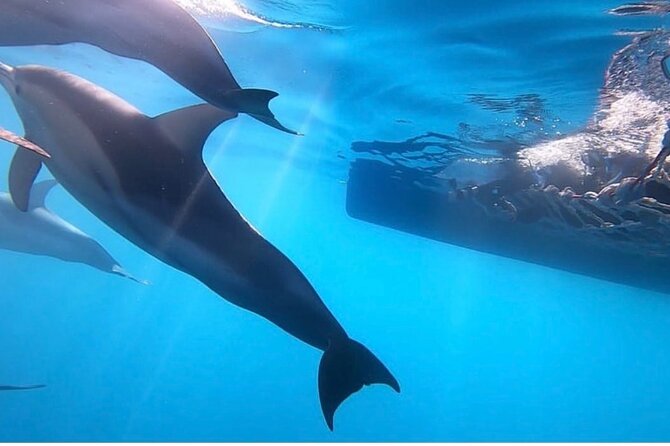 Wild Dolphin Swim Cruise - Front Swim: the net between the bows and an arms-length dolphin moment