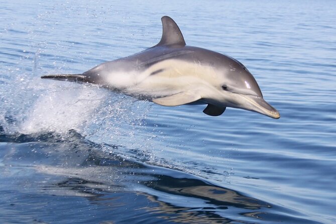 Wild Dolphin Watch in Glenelg - Key highlights you will feel on the water