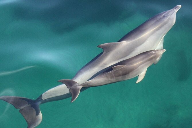 Wild Dolphin Watch in Glenelg - Catamaran setup, 360 viewing deck, and the best places to watch