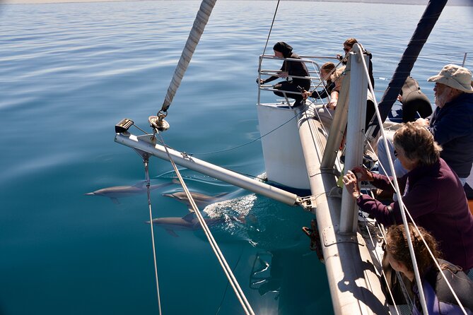 Wild Dolphin Watch in Glenelg - Marine biologists on board: what you’ll learn while looking