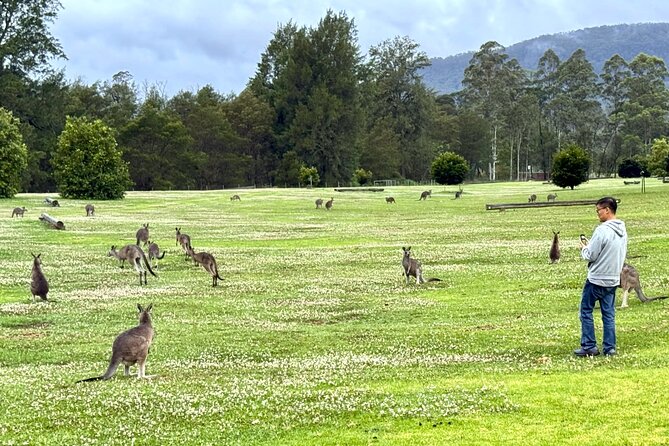 WILD Wombat and Kangaroo Day Tour, All Inclusive - Historic pub dinner in Robertson: food that feels like a reward