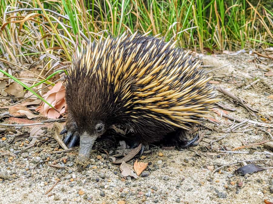 WILD Wombats and Kangaroo Experience, All Inclusive, Sydney - Macquarie Pass National Park and the waterfall factor