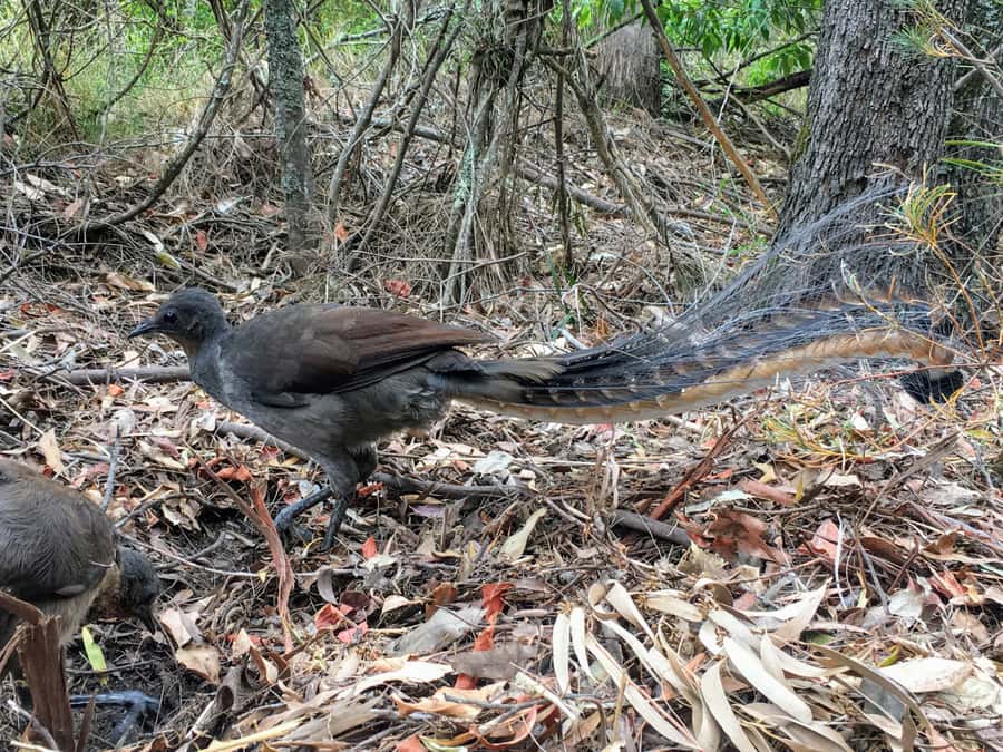 WILD Wombats and Kangaroo Experience, All Inclusive, Sydney - Budderoo National Park: forests, birds, and the slow hunt for wildlife