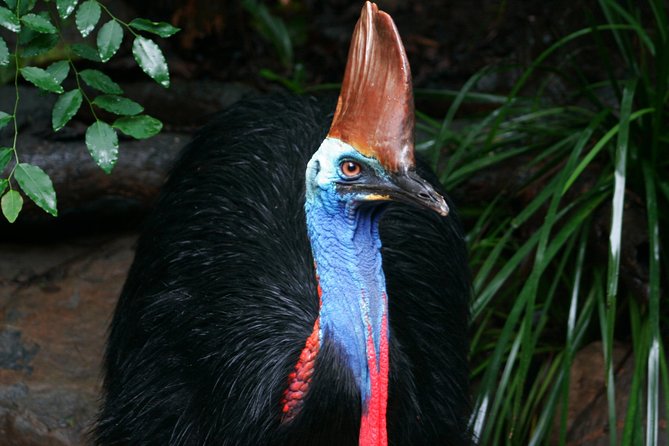 Wildlife Habitat Port Douglas - Key Things You Should Know Before You Go