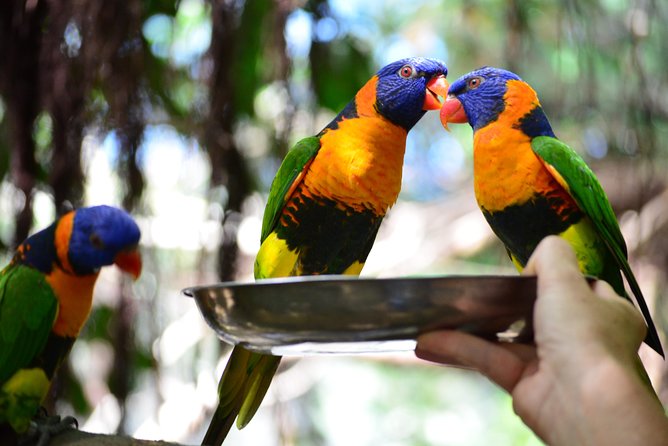 Wildlife Habitat Port Douglas - Wetlands and birdlife: the part that surprises people most