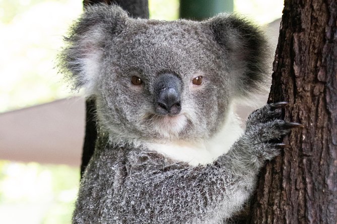Wildlife Habitat Port Douglas - Nocturnal habitat: starry-sky viewing and dim-label reality checks