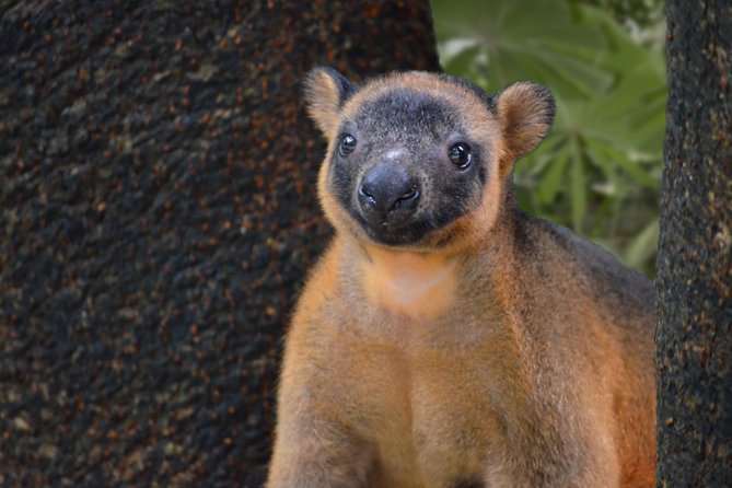 Wildlife Habitat Port Douglas - Your walking route: rainforest, wetlands, savannah, and treetop canopy views