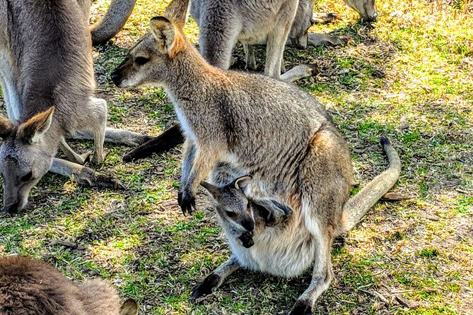 Wildlife, Waterfalls and Wine Day Tour from Sydney - Lunch by the seaside: a real break from the itinerary machine