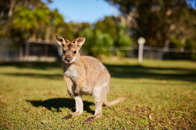 Wildlife, Waterfalls and Wine Day Tour from Sydney - Boutique wine tasting at the end: what to expect