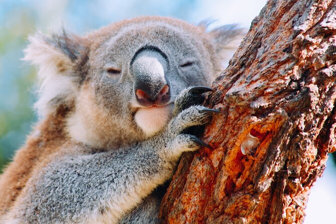 Wildlife, Waterfalls and Wine Day Tour from Sydney - Getting around in a small group of 11