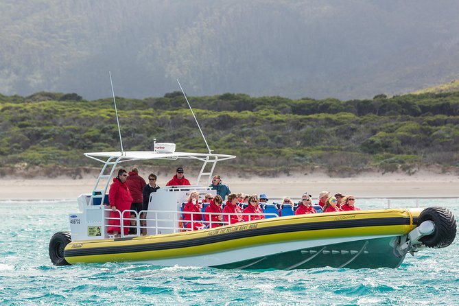 Wilsons Promontory Wilderness Cruise from Tidal River - Wildlife spotting that feels real, not forced
