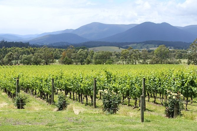 Yarra Valley Wine Day Tour - Payten & Jones: a guide-led tasting of classics plus new directions