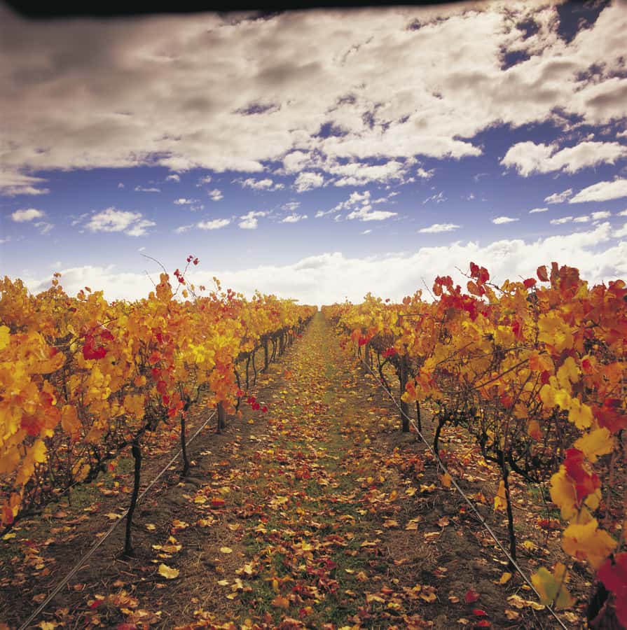 Yarra Valley: Winery Tour with Lunch at Yering Station - First stop: why this Yarra Valley day feels manageable from Melbourne