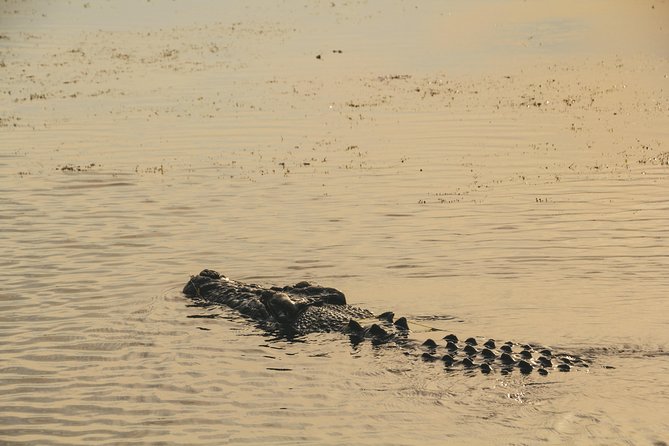 Yellow Water Cruise - Kakadu - What to watch for: crocodiles, birds, and water-lily views