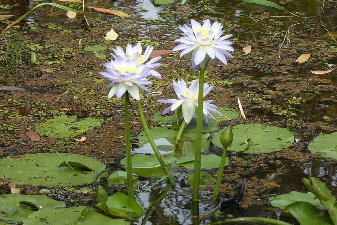 Yellow Water Cruise - Kakadu - How this cruise fits your Kakadu plan (and who it’s for)